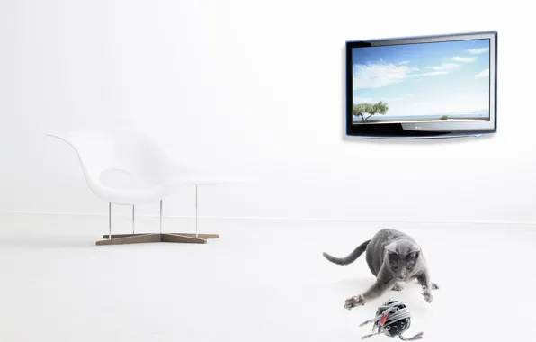 Picture tangle, TV, grey cat, Christophe Gilbert, contemporary chair