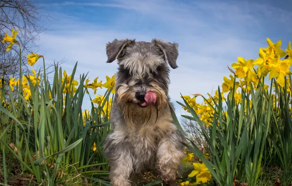 Picture summer, flowers, dog, daffodils, The miniature Schnauzer