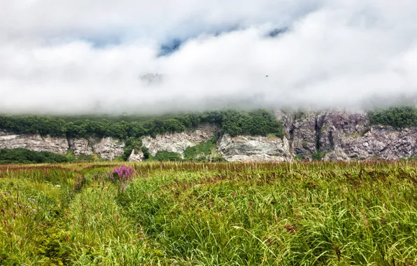 Picture greens, field, forest, grass, clouds, flowers, fog, rocks, Russia, Kamchatka