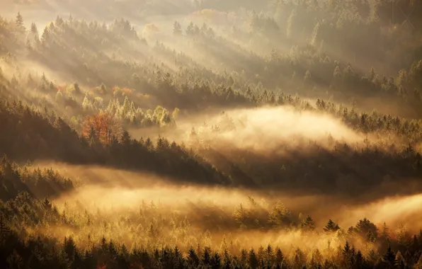 Picture autumn, light, trees, morning, forest