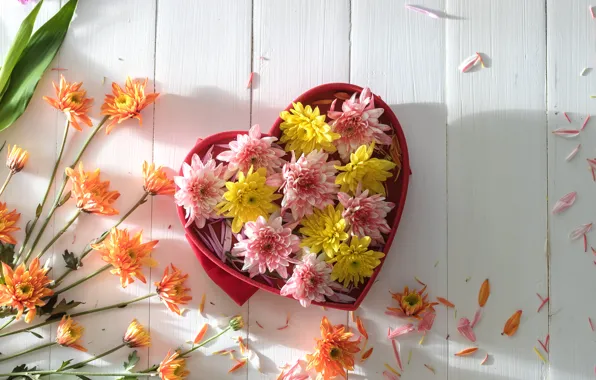 Picture flowers, colorful, chrysanthemum, heart, flowers, romantic