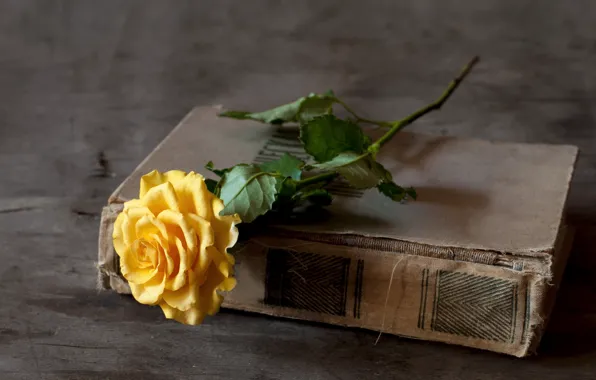 Picture rose, book, yellow