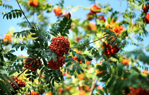 Picture leaves, berries, Rowan, bokeh