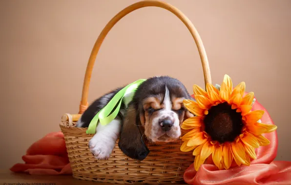 Picture flowers, basket, sunflower, puppy