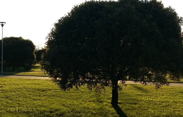 Picture nature, tree, shadow