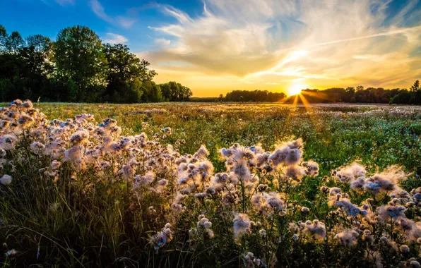 Picture Flowers, The evening, Meadow