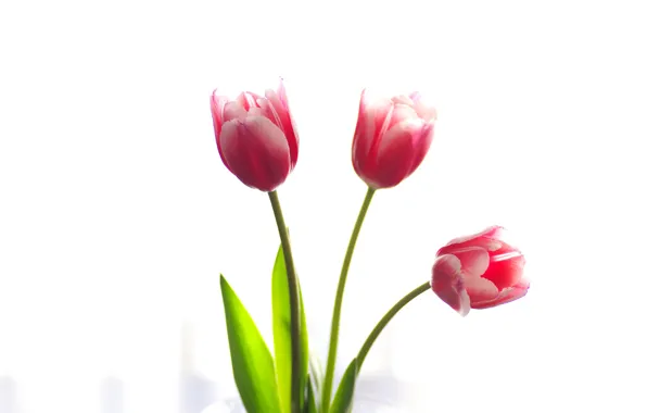 Picture flowers, background, tulips
