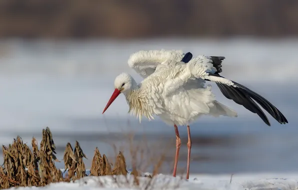 Picture winter, bird, stork