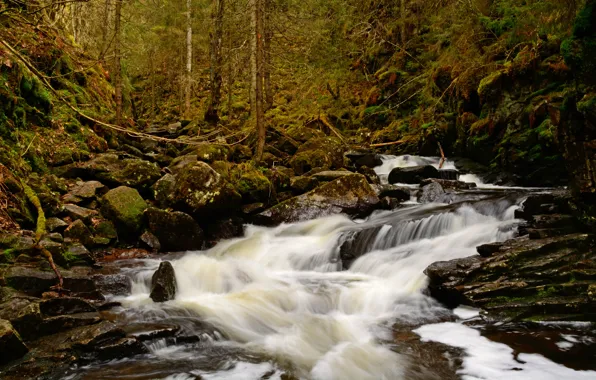 Picture Stream, Autumn, River, Forest, Stones, Norway, Fall, Autumn, Norway, River, Forest, Flow