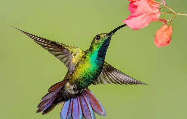 Picture flower, bird, wings, beak, Hummingbird-mango
