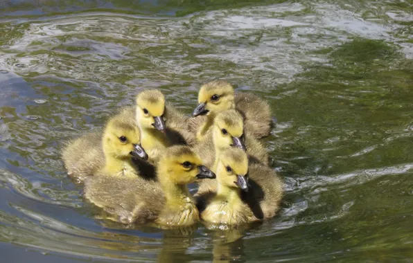 Picture water, lake, the goslings