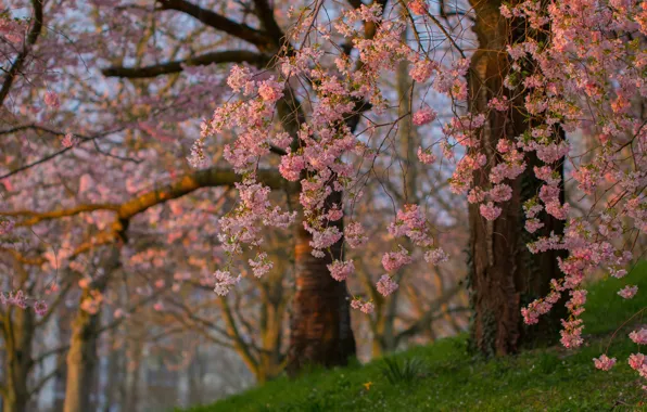Picture trees, branches, spring, Sakura, flowering