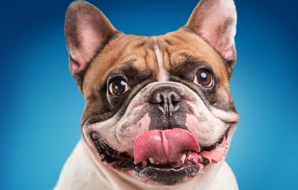 Picture language, face, close-up, blue, background, mouth, bulldog