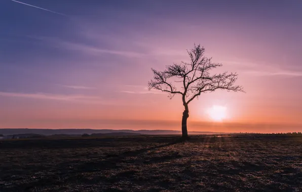 Picture field, sunset, tree