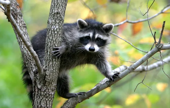 Picture nature, raccoon, interesting animal