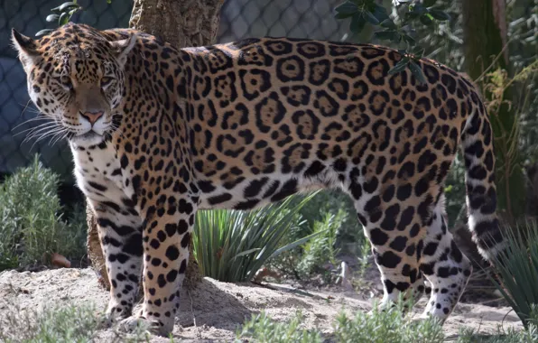 Picture Cat, Jaguar, Animal
