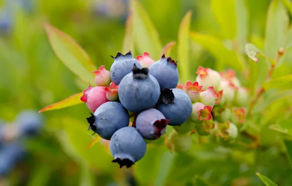 Picture nature, berries, plant