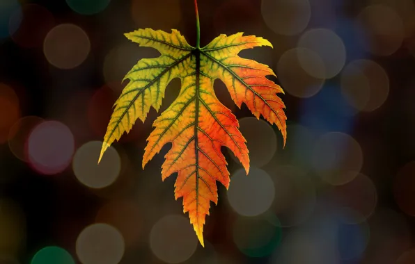 Picture autumn, nature, sheet, Blik