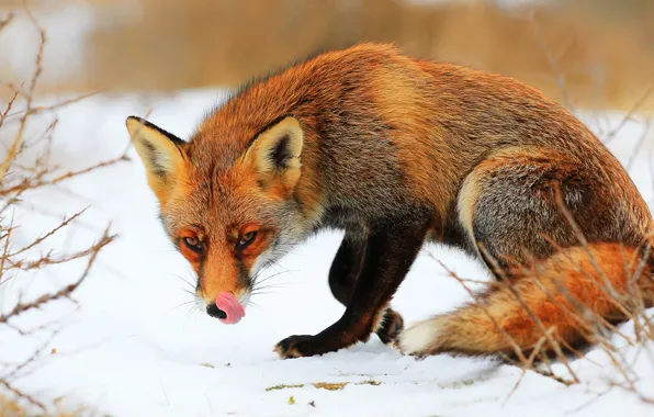 Picture winter, language, look, face, snow, pose, Fox, red, wildlife, Fox