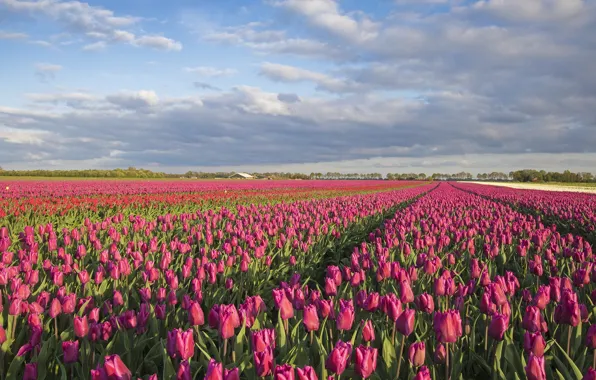 Picture field, landscape, flowers, nature, tulips