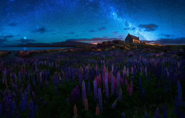 Picture summer, the sky, flowers, night, spring, New Zealand, Church, temple, the milky way, lupins