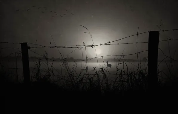 Picture birds, posts, deer, barbed wire, black and white photo