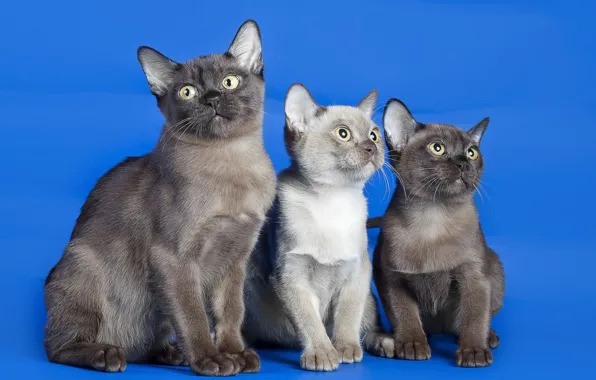 Picture cats, background, cats