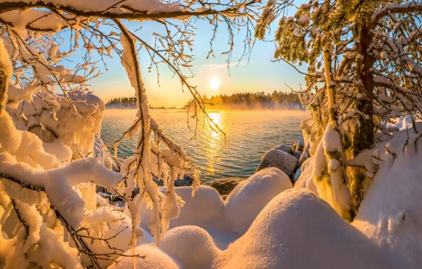 Picture water, the sun, snow, trees, branches