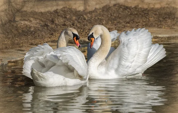 Picture romance, pair, swans