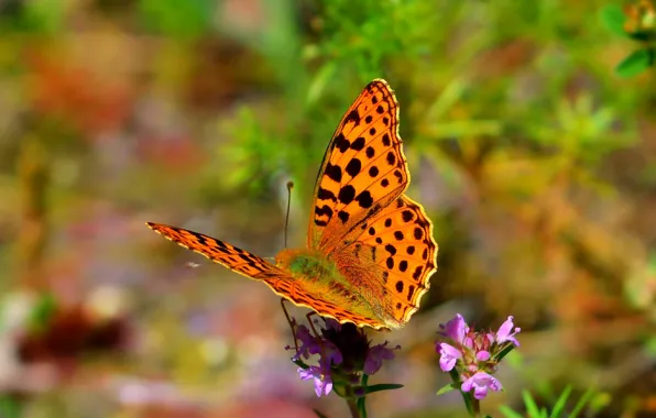 Picture Macro, Spring, Butterfly, Spring, Macro, Butterfly