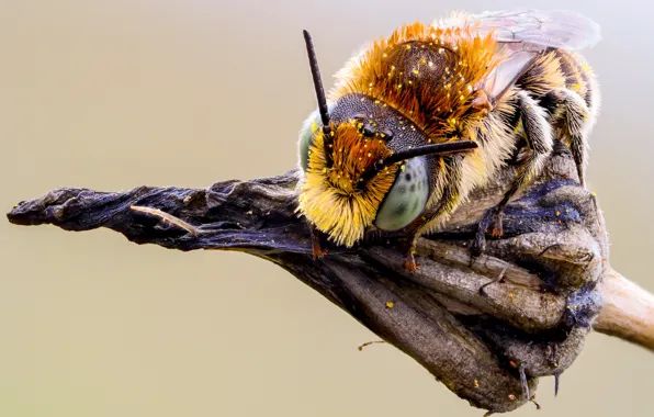 Picture eyes, macro, nature, bee, background, macro, pollen, plant, fur, insect, bumblebee, face, details, antennae, dry