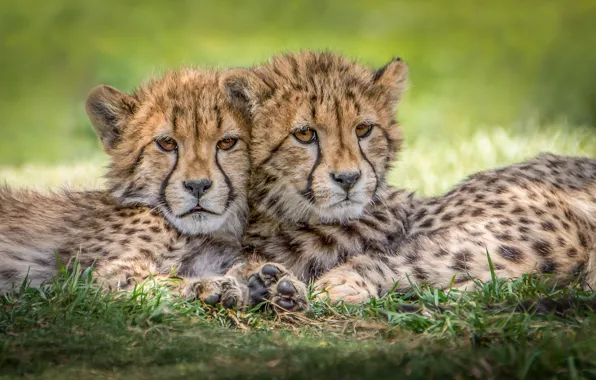 Picture predators, Cheetah, cubs