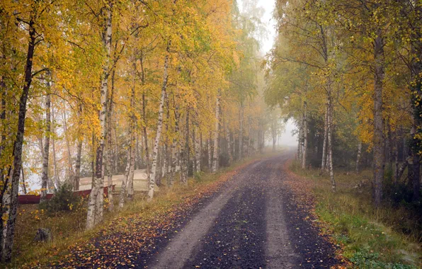 Picture road, autumn, birch