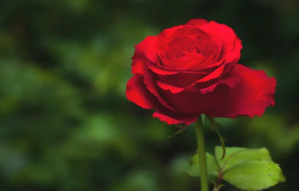 Picture rose, petals, red