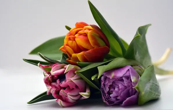 Picture leaves, bouquet, petals, Bud, tulips