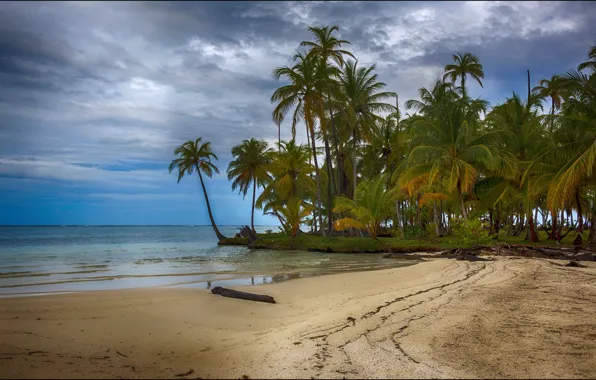 Picture beach, nature, tropics, palm trees