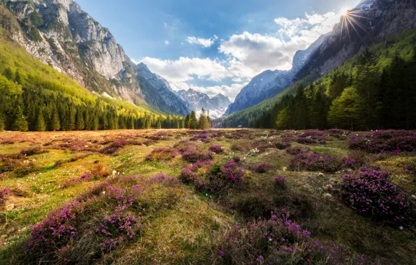 Picture forest, summer, the sky, clouds, light, flowers, mountains, valley
