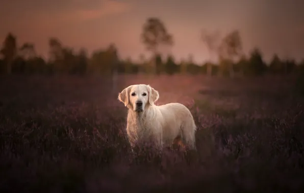 Picture field, dog, lavender, Golden Retriever, Golden Retriever
