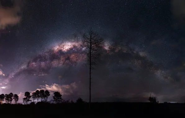 Picture stars, trees, night, the milky way