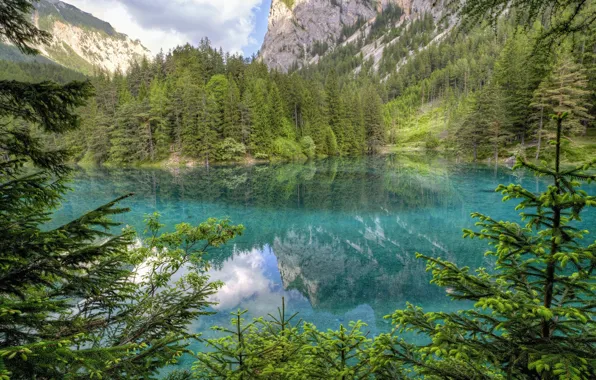 Picture forest, mountains, lake