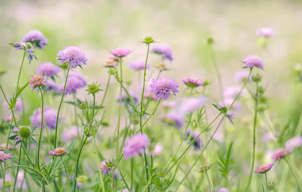 Picture tenderness, meadow, scabious