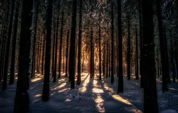 Picture winter, forest, light, snow, night