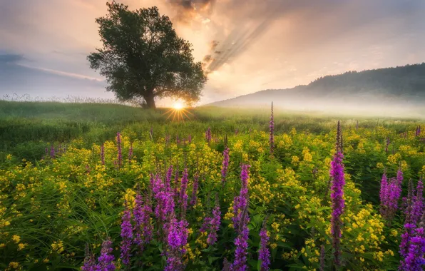 Picture flowers, nature, fog, morning, meadow