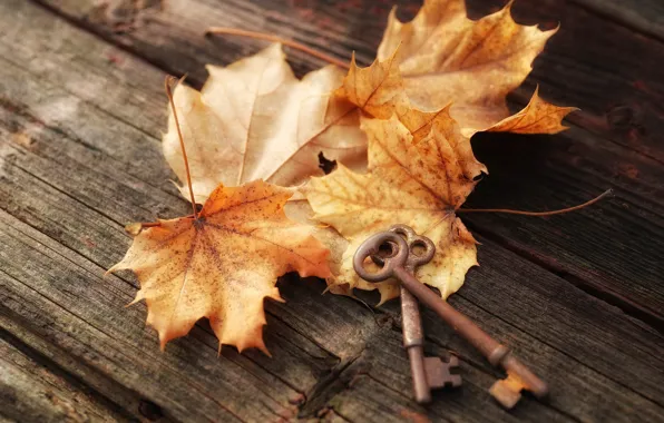 Picture autumn, leaves, keys
