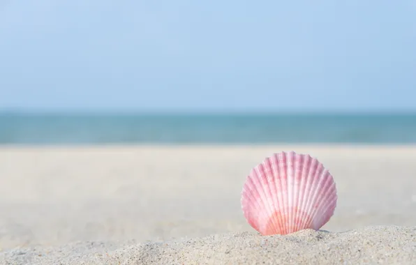Picture sand, sea, beach, macro, nature, shell