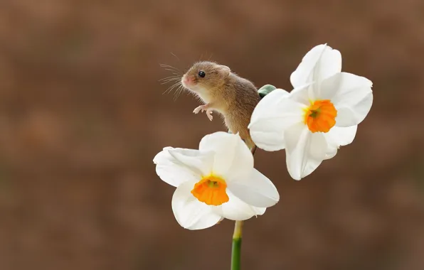 Picture flower, background, bokeh, Narcissus, rodent, the mouse is tiny