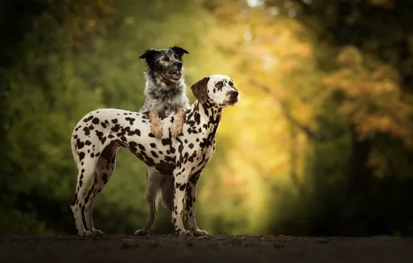 Picture dogs, pair, bokeh, two dogs
