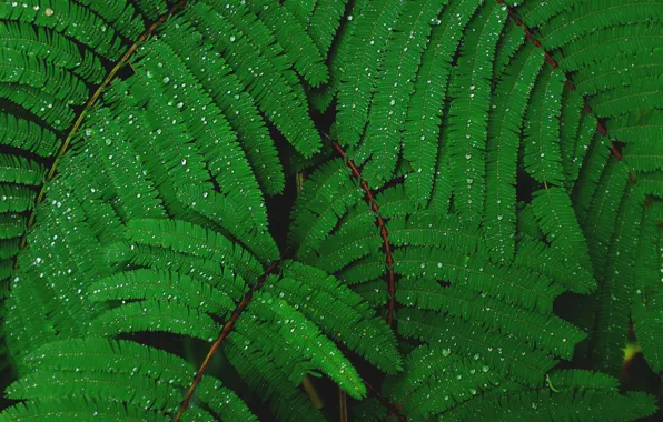 Picture leaves, drops, foliage, leaves, water drops, Mimosa, green leaves, after Dagda