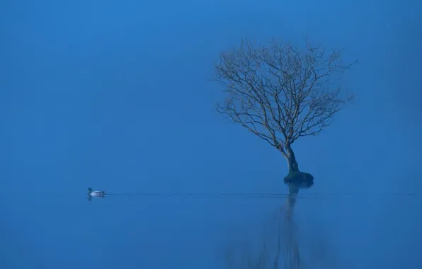 Picture fog, lake, tree, duck
