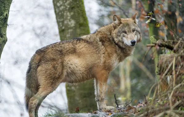Picture look, wolf, predator